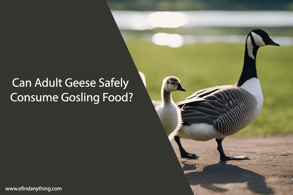 Can Adult Geese Eat Gosling Food? A Comprehensive Guide