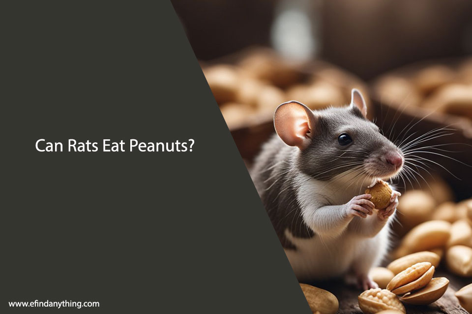 Can Rats Eat Peanuts? A Comprehensive Guide