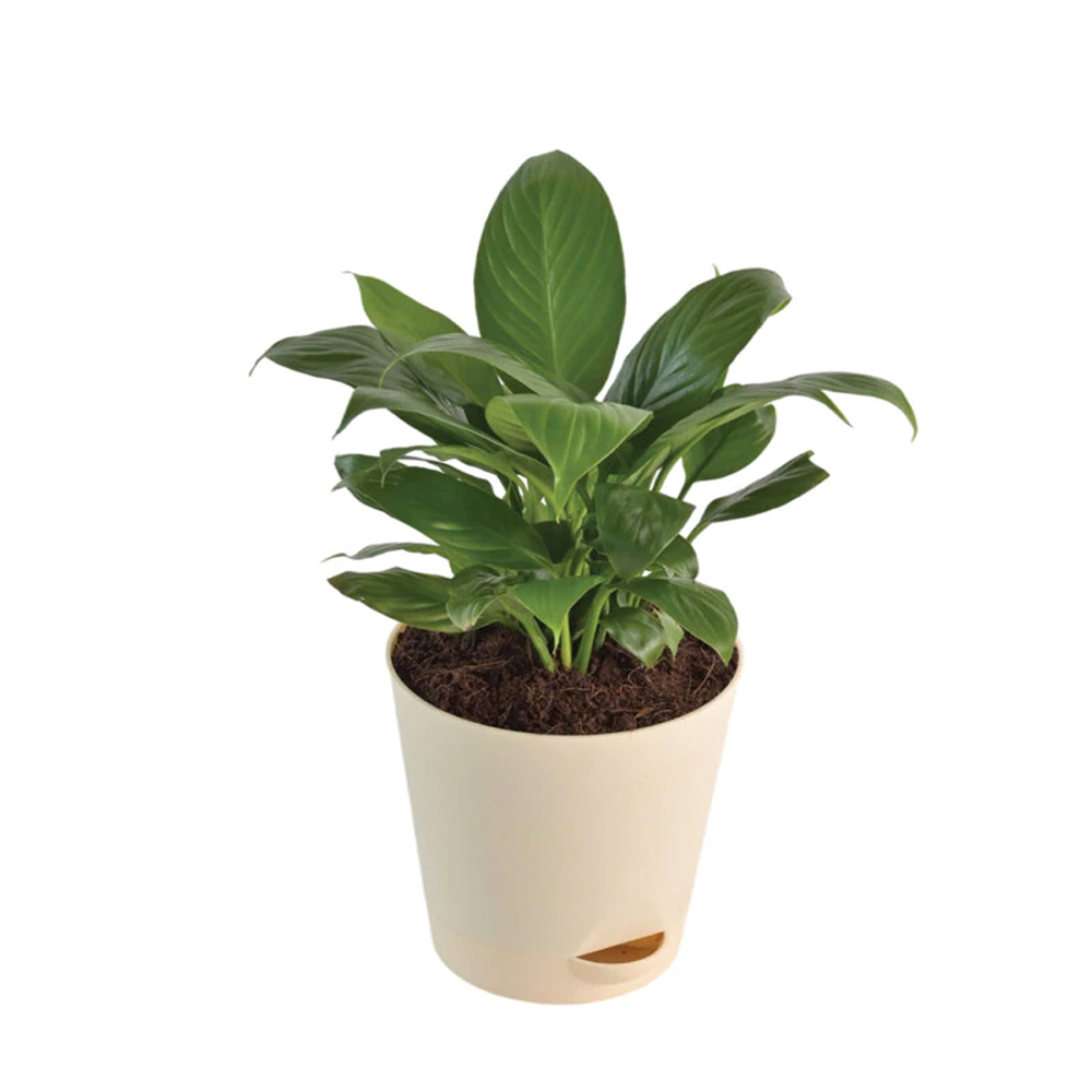 Peace Lily Natural Plant White Pot,Indoor Plants,Plants To India