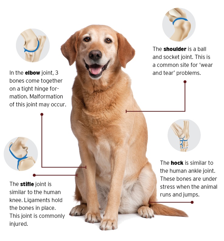 Eggbrane® the perfect solution for healthy joints