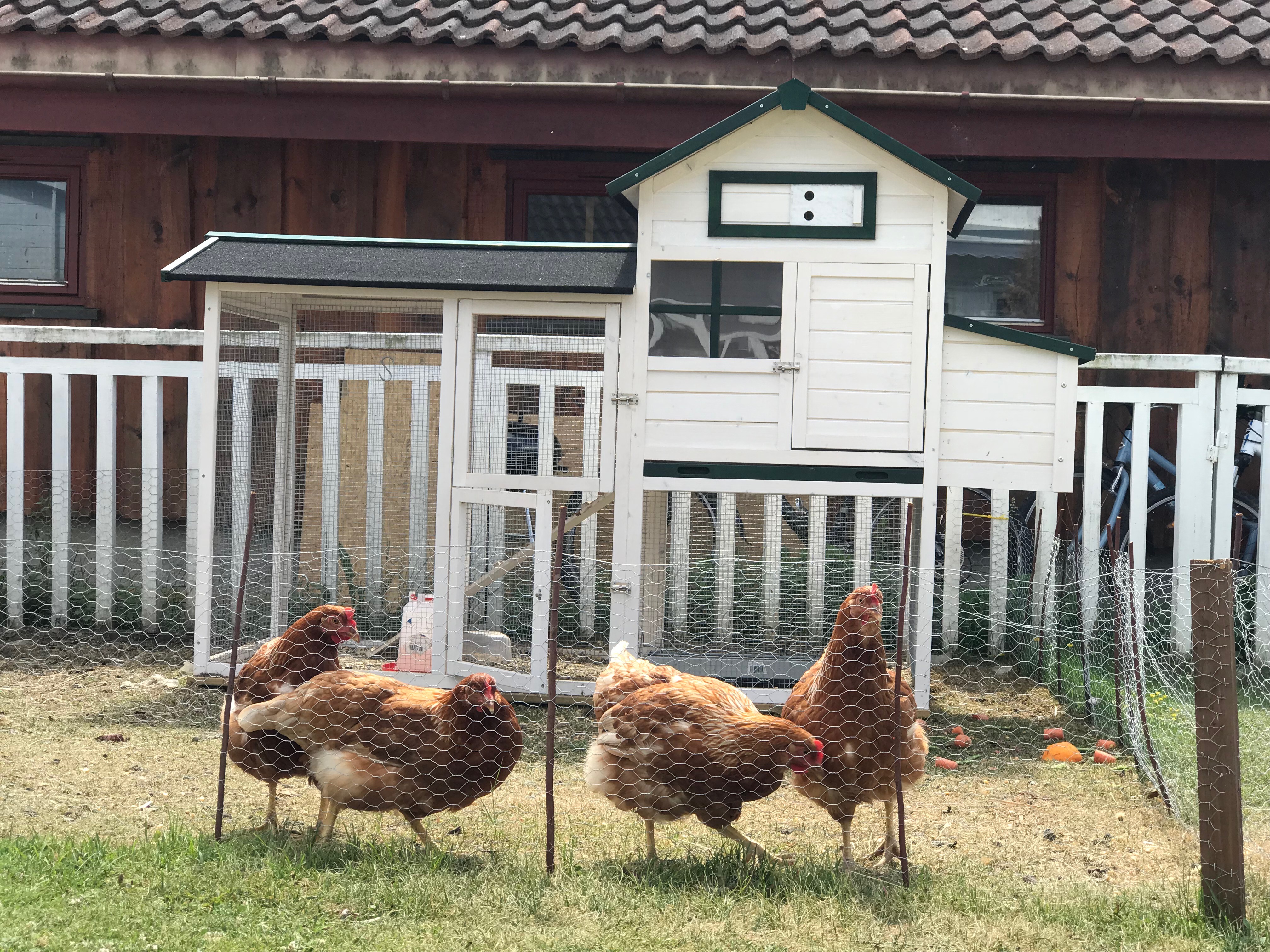 Solheim Eggchange