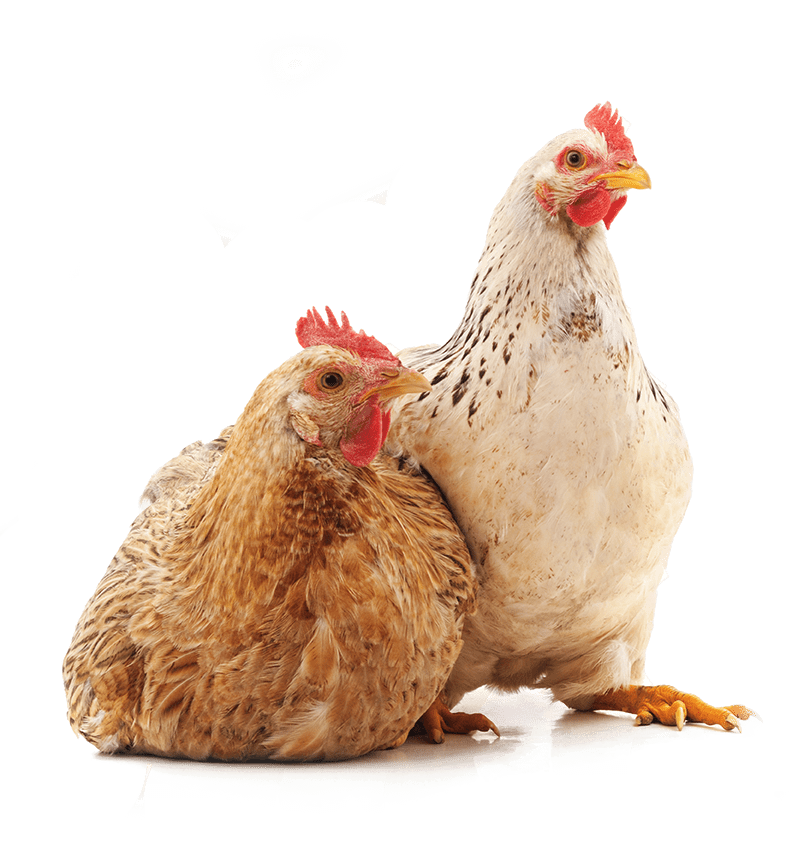Chicken Coops Poultry housing and Supplies Free Delivery