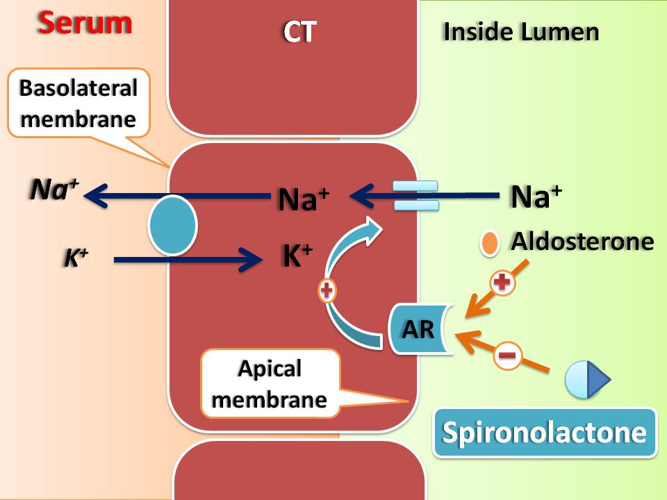 Spironolactone Mechanism, side effects, interactions and precautions