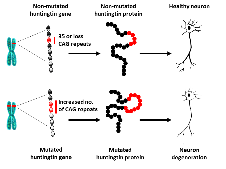 About Huntington’s Disease European Huntington's Disease Network