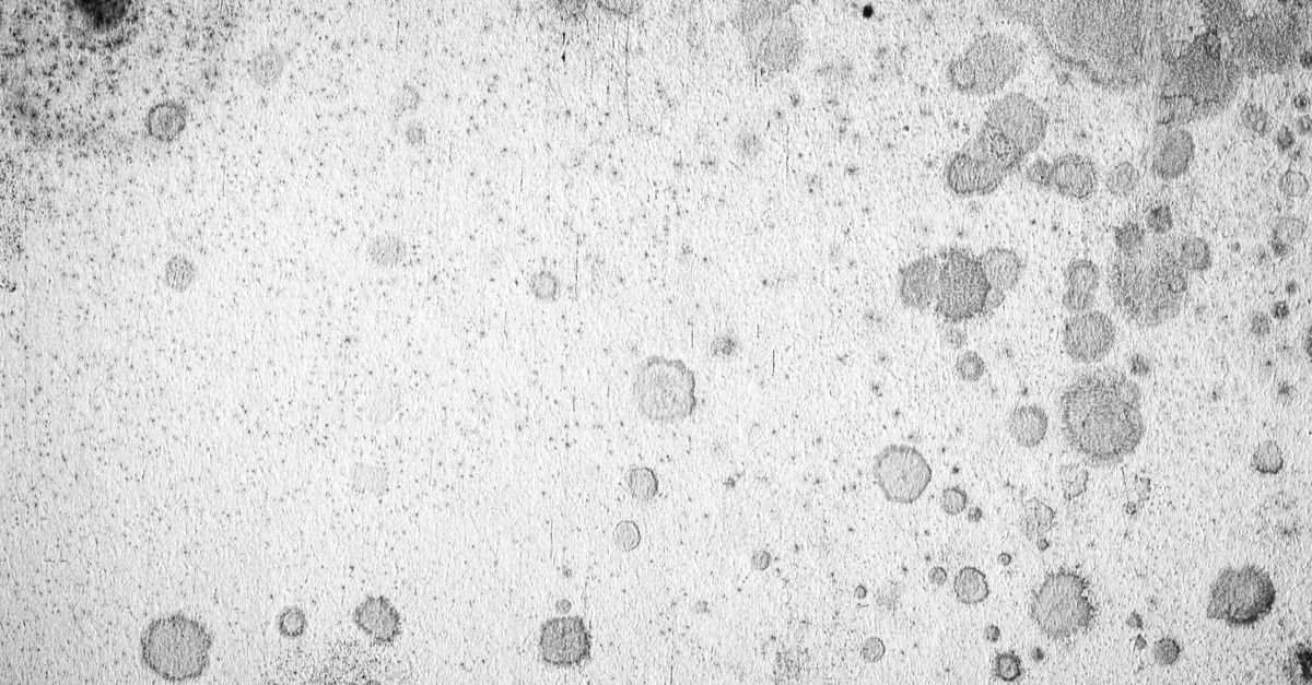 How Dangerous is White Mold? EHS Restoration