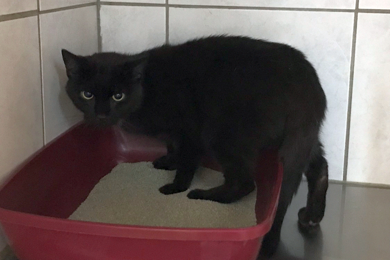 Tagebucheintrag 30.07.21 Eifeltierheim Altrich