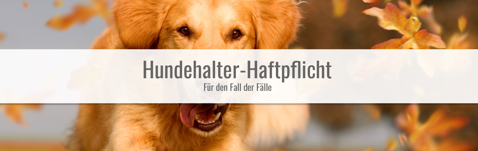 HundehalterHaftpflicht Eigenheimer Versicherung