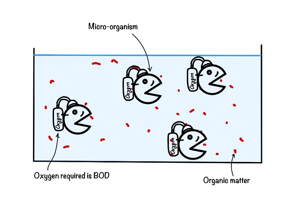 What is BOD? Definition, effect and measurement eigenplus