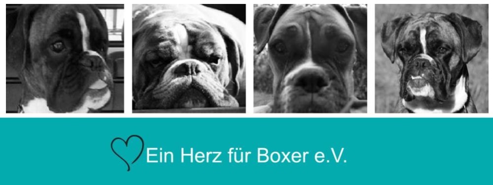 Chulo *Pflegestelle gesucht*