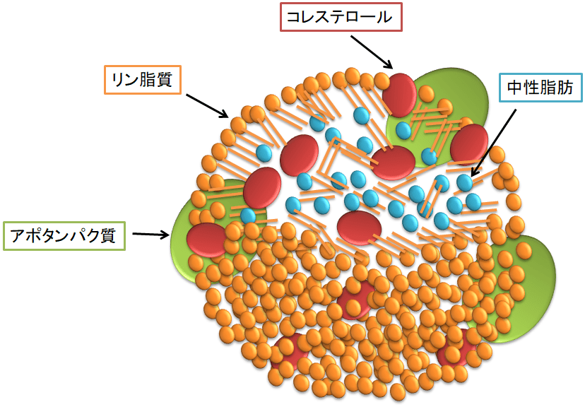 リポタンパク質 【独学用 現役管理栄養士による栄養学解説】 管理栄養士夫婦による実践栄養学