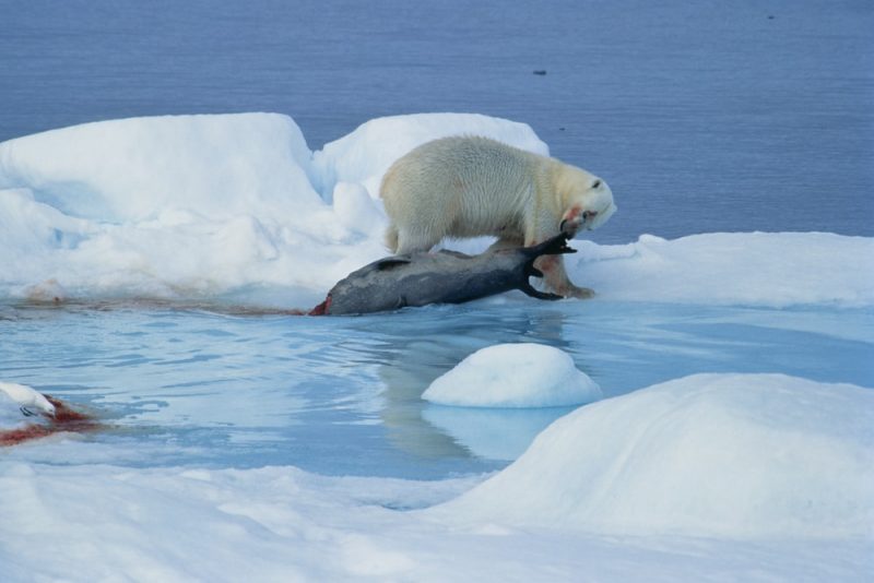 Listado de 10+ animal que se alimenta de presas de gran tamaño ABeamer