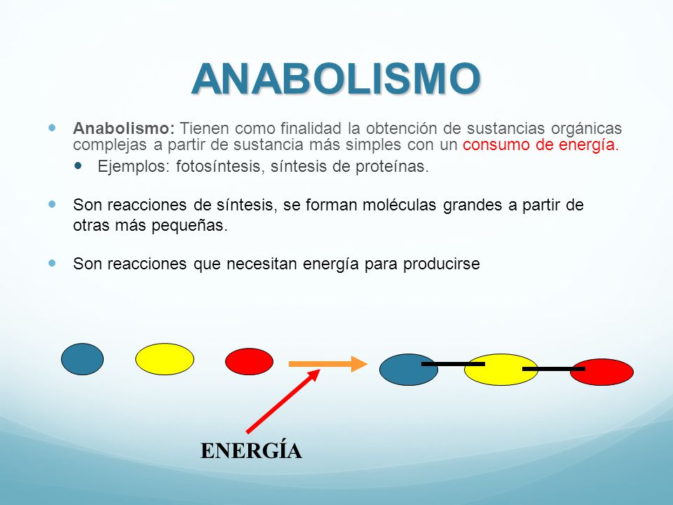 Ejemplos De Anabolismo Y Catabolismo En La Vida Cotidiana ColecciÃ³n