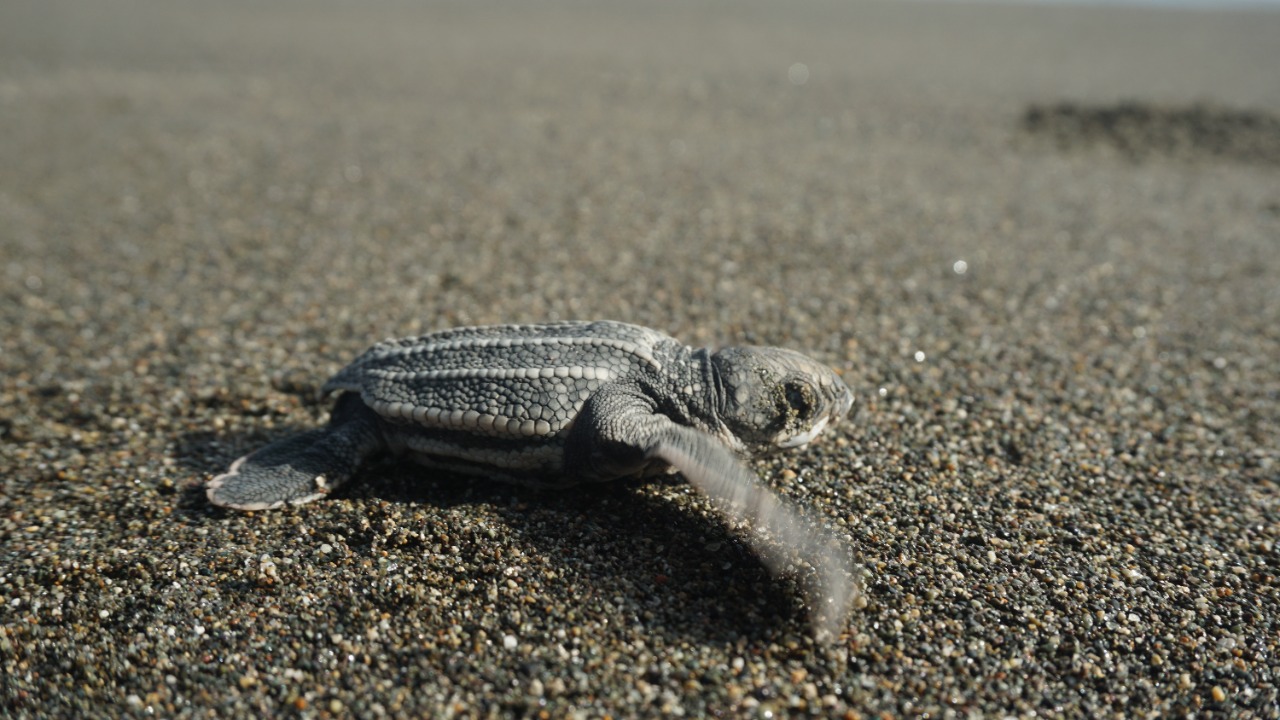 Deasy Lontoh: Kita masih punya waktu untuk selamatkan penyu