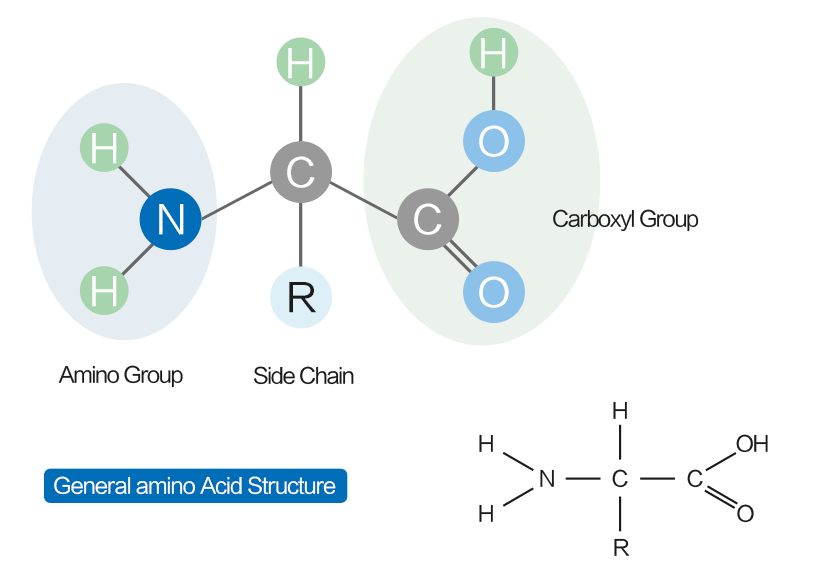 The Mystery of Amino Acids Elabscience