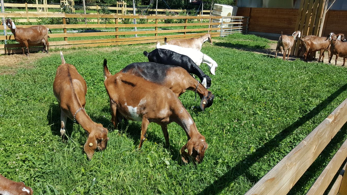 Anglo Nubian goats for sale Our farm of Anglo Nubian goats Elan's