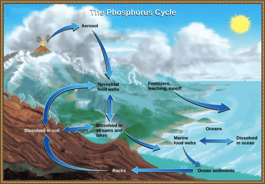Phosphorus cycle what is it and how does it work? Electrical e