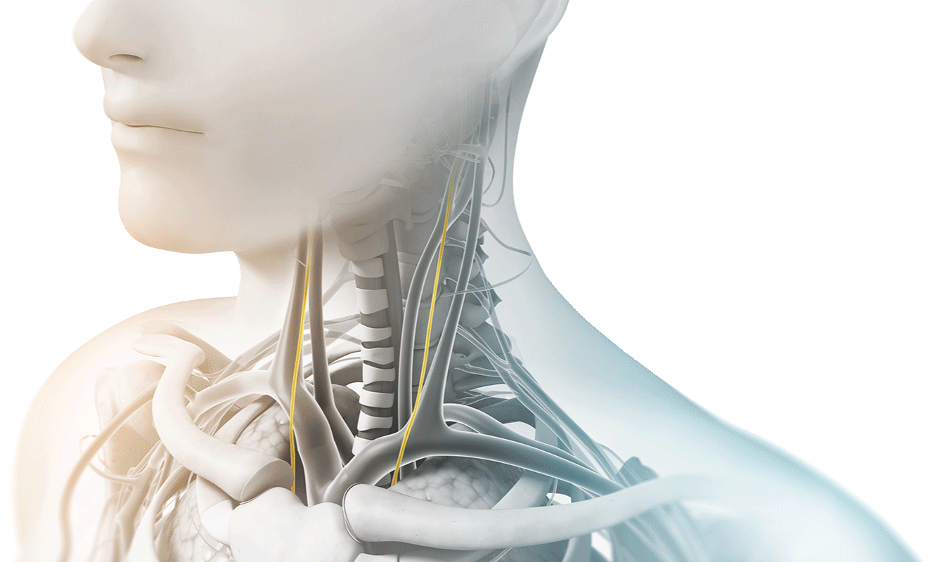 The Vagus Nerve and nVNS electroCore