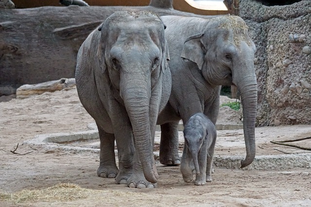 Reproducción del elefante » ELEFANTEPEDIA