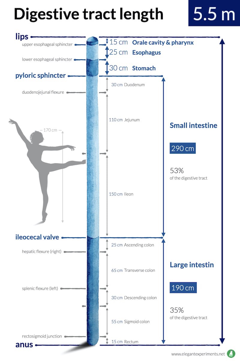 How long is the digestive tract? A visual synthesis Elegant Experiments