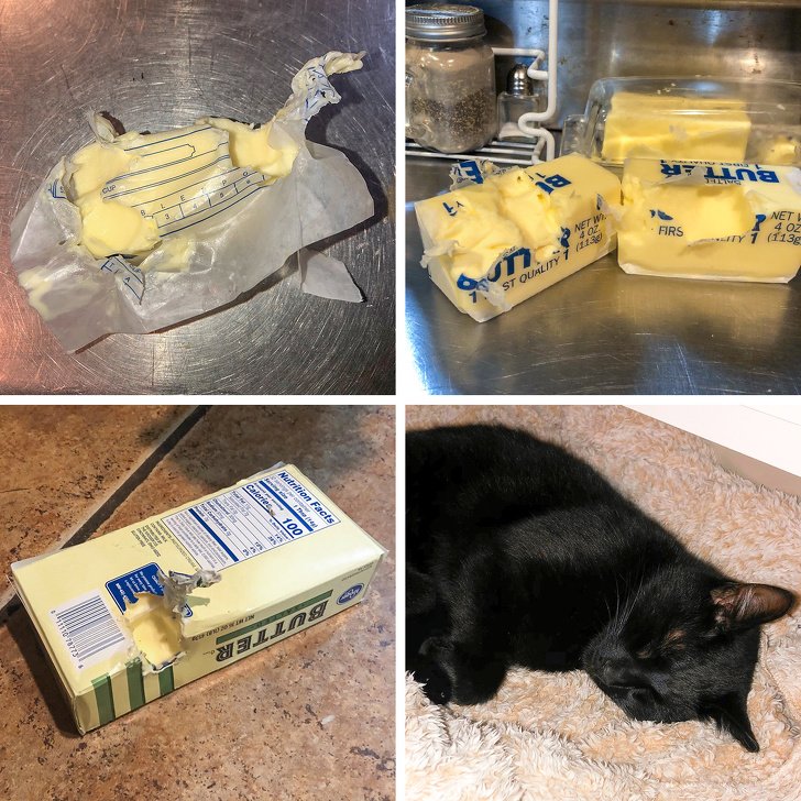 20 Gatos “desvergonzados” que ponen a prueba los nervios