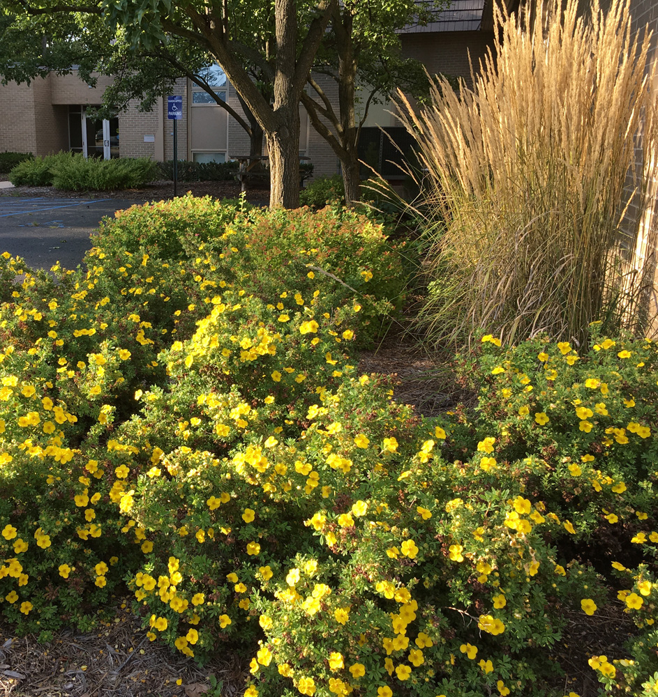 Our 5 Favorite Shrubs for Commercial Landscapes in Michigan