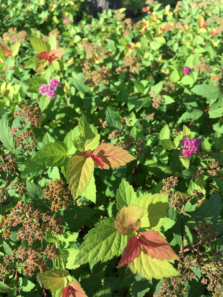 Our 5 Favorite Shrubs for Commercial Landscapes in Michigan