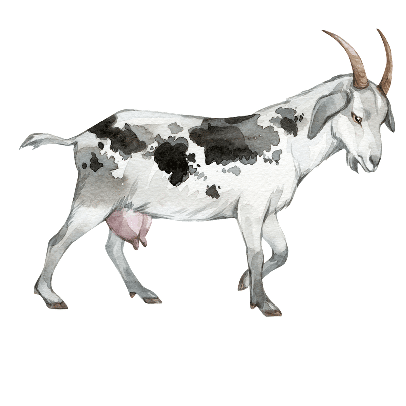 204 All Purpose Crumbles Livestock Feeds Everson Elenbaas Company