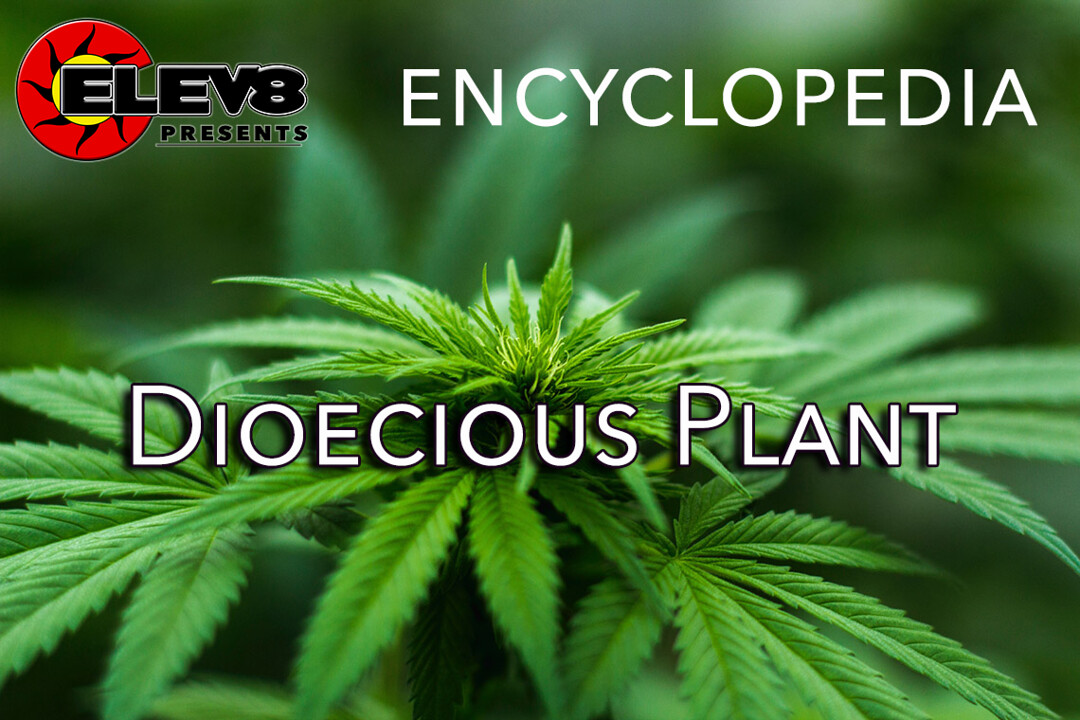 Dioecious Plant Elev8 Presents