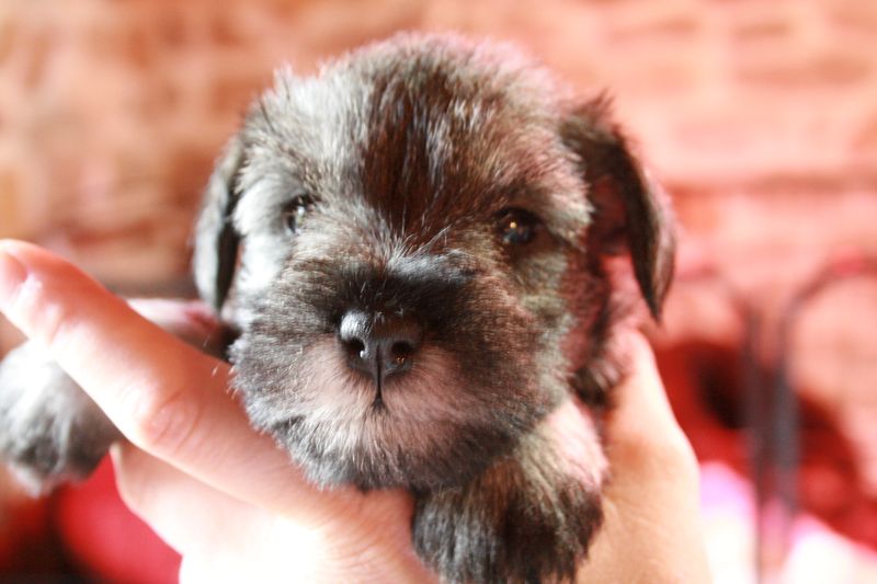 Naissances du 14/08/2017 6 chiots schnauzer nain poivre et sel