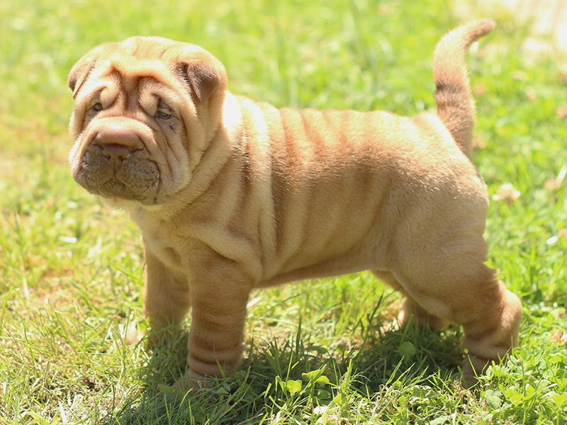 Le SharPeï, un chien aux qualités méconnues