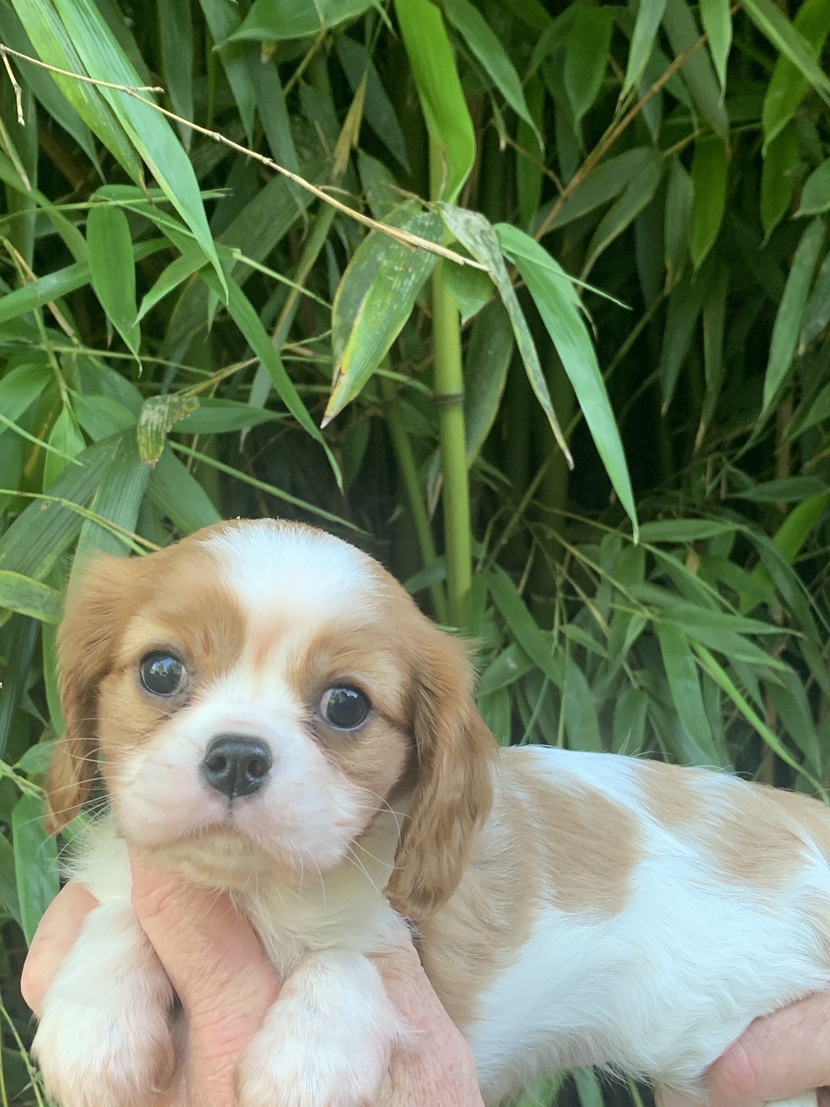Elevage Cavalier King Charles non LOF dans les Côtes d'Armor