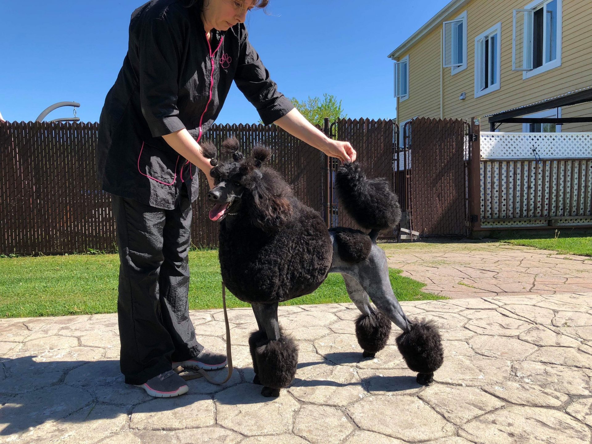 Nos Femelles Élevage Royal Valmy