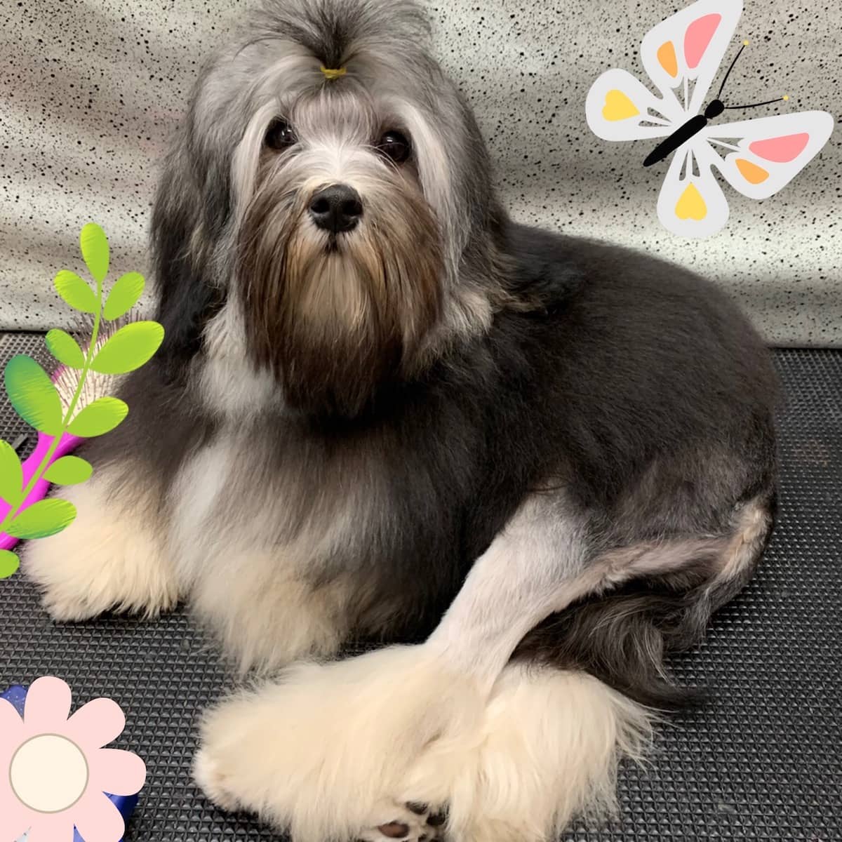 Élevage de caniche royal et chiot en Montérégie Élevage Royal Valmy