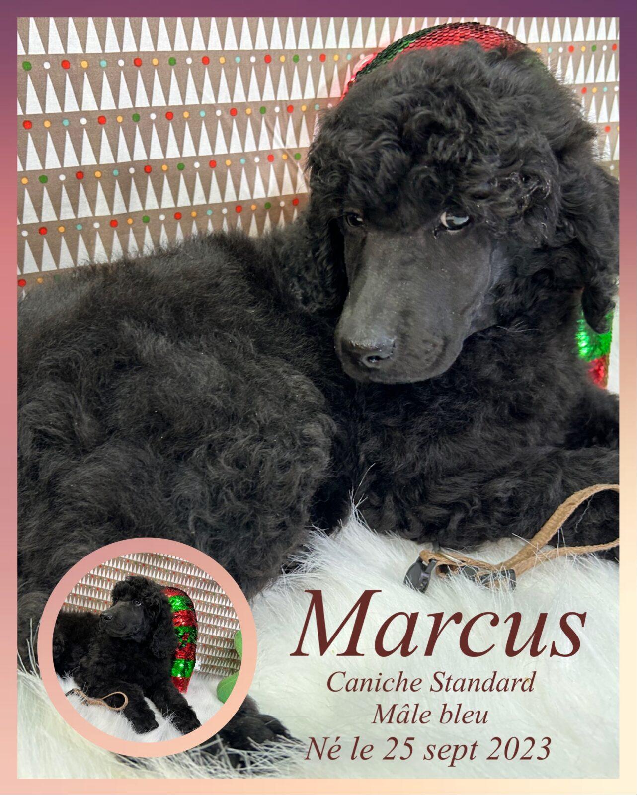 Caniche à vendre et à adopter en Montérégie Élevage Royal Valmy