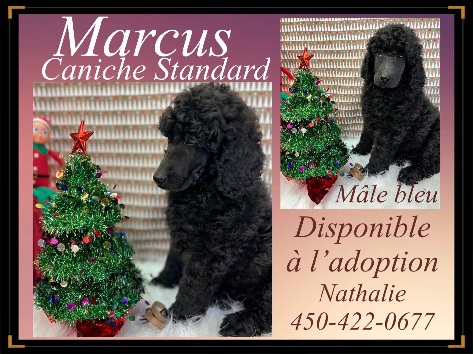Caniche à vendre et à adopter en Montérégie Élevage Royal Valmy