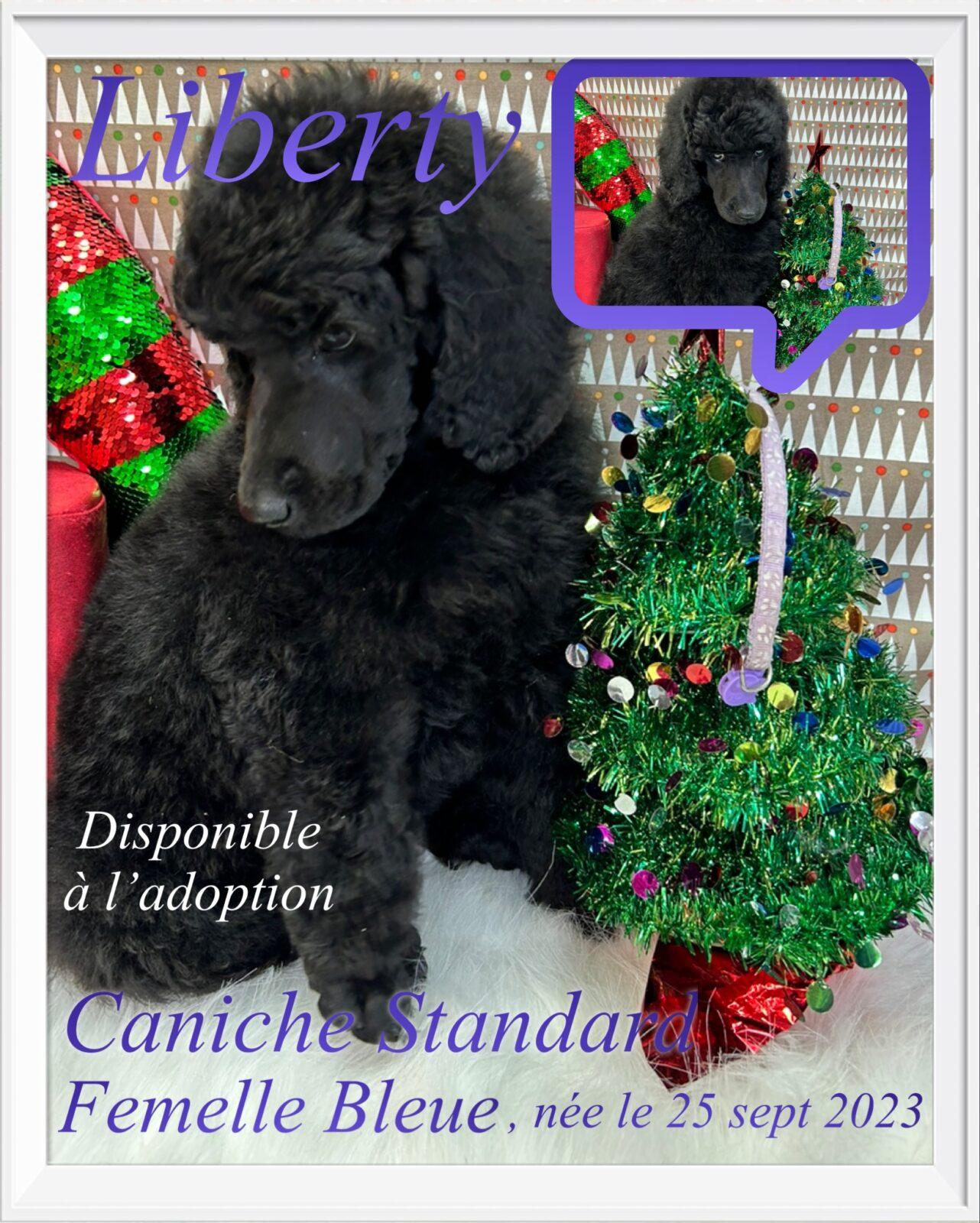 Caniche à vendre et à adopter en Montérégie Élevage Royal Valmy
