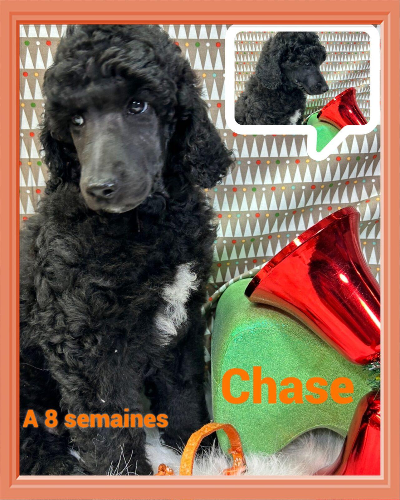 Caniche à vendre et à adopter en Montérégie Élevage Royal Valmy