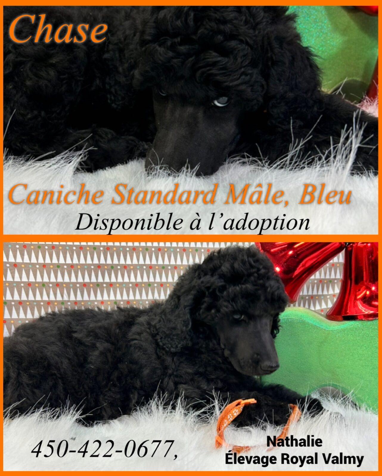 Caniche à vendre et à adopter en Montérégie Élevage Royal Valmy