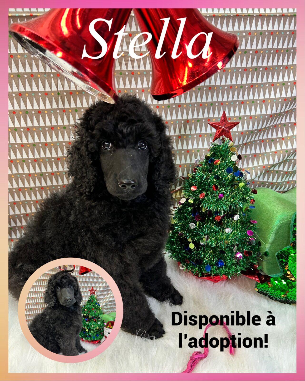 Caniche à vendre et à adopter en Montérégie Élevage Royal Valmy