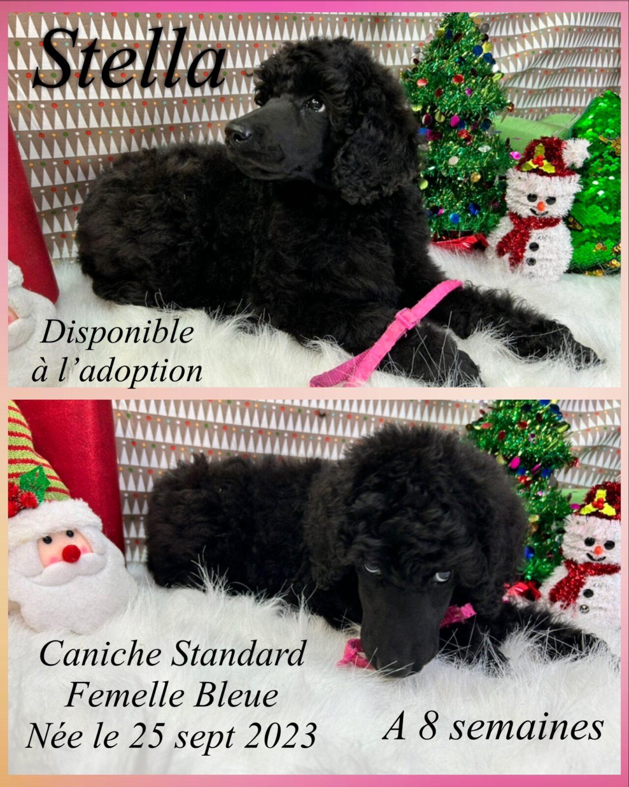 Caniche à vendre et à adopter en Montérégie Élevage Royal Valmy