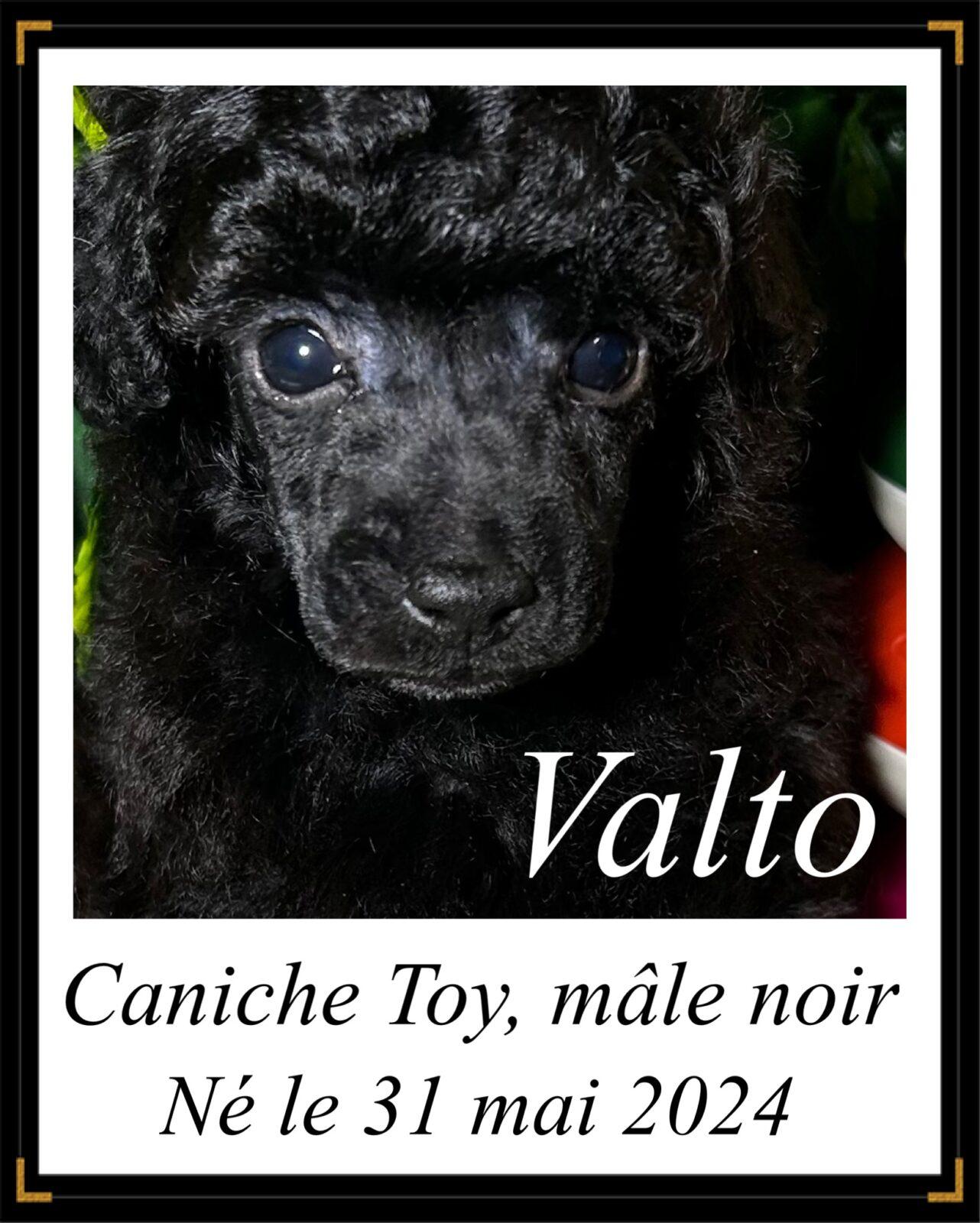Caniche à vendre et à adopter en Montérégie Élevage Royal Valmy
