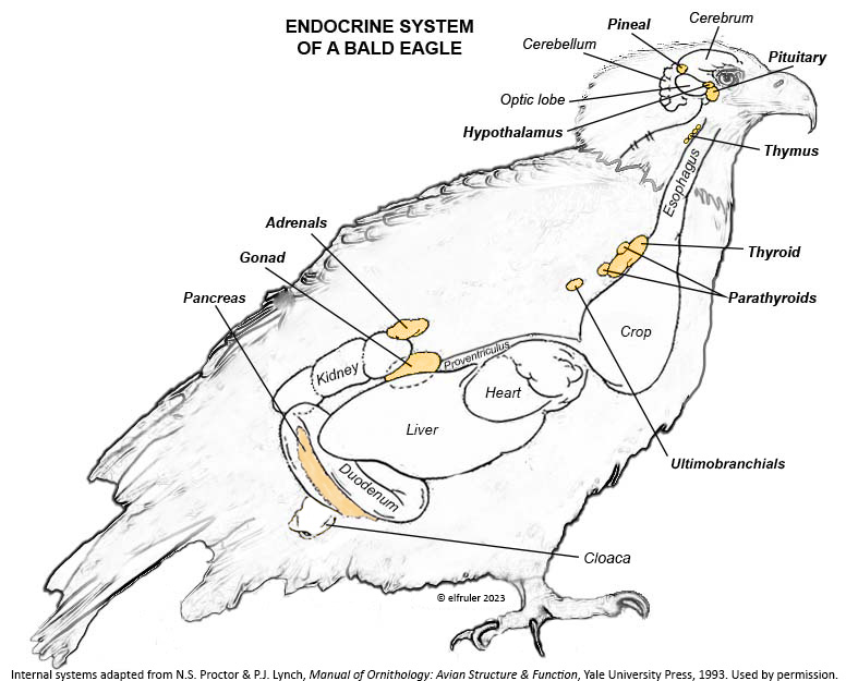 THE AVIAN ENDOCRINE SYSTEM | Bald Eagles
