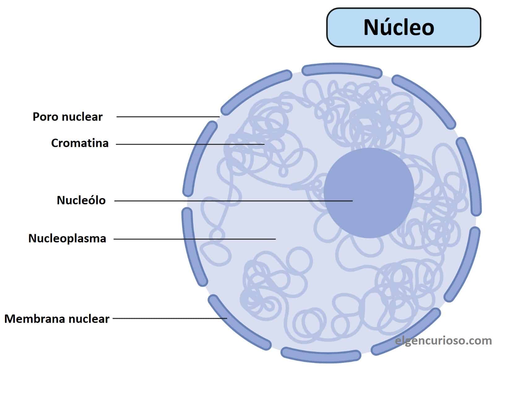 NĂșcleo DefiniciĂłn, estructura, funciones y diagrama El Gen Curioso NĂșcleo DefiniciĂłn, estructura, funciones y diagrama El Gen Curioso