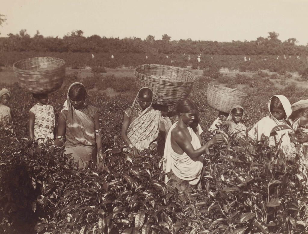 Tea Tourism and the Queen of Hills, Darjeeling. Elgin Hotels