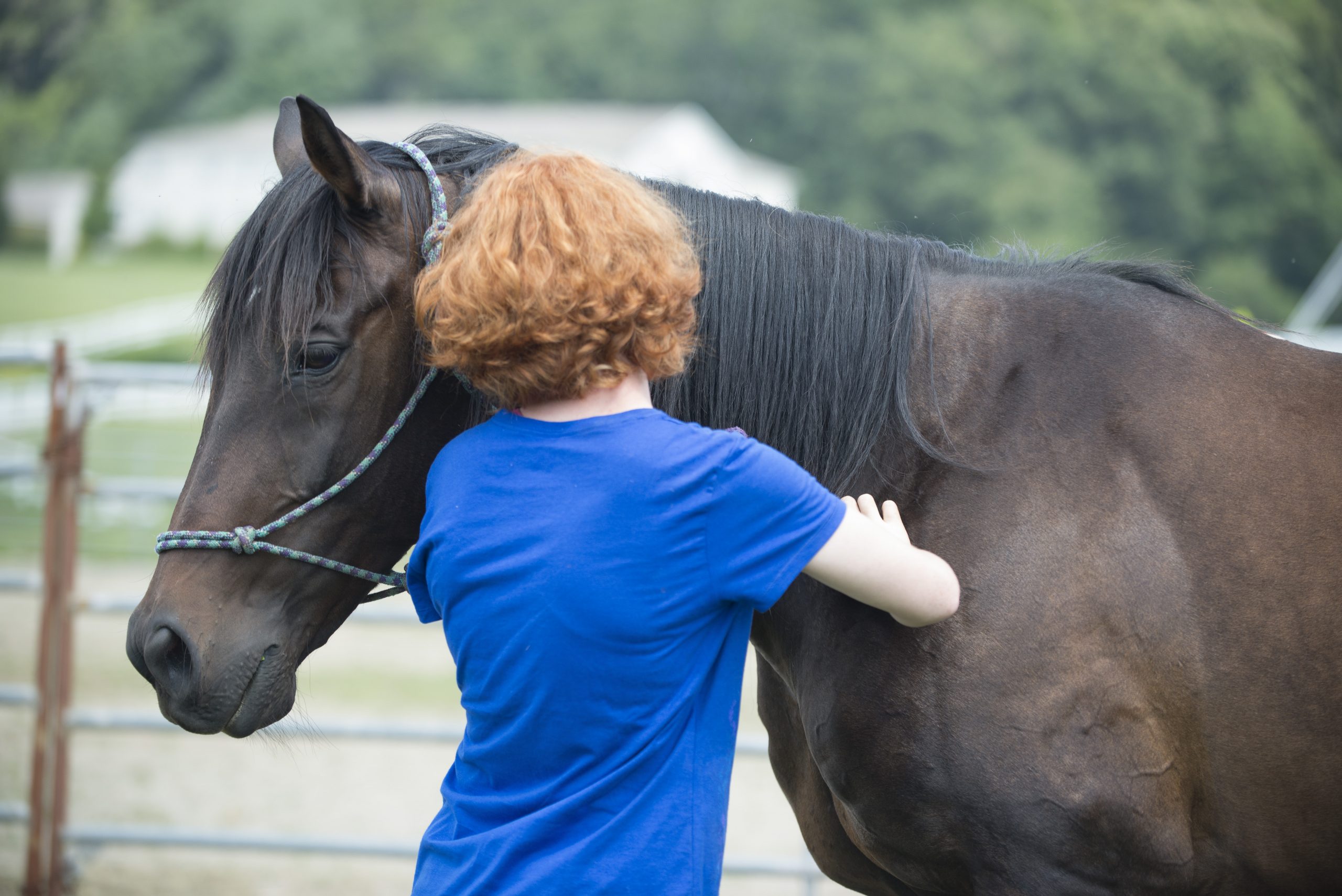 How Much Is Horse Insurance How much does a horse cost to keep? My