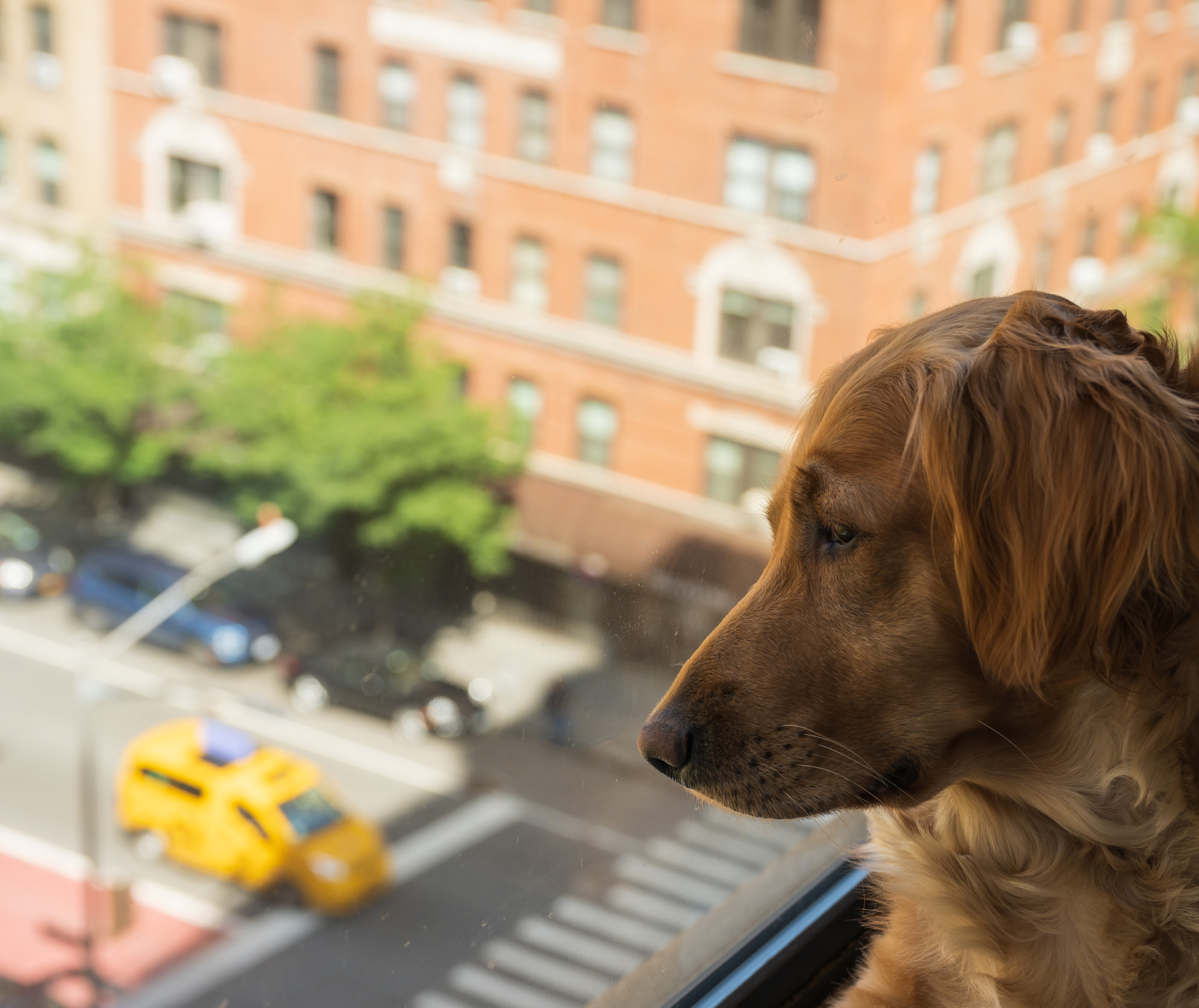 Finding Pet Friendly Apartments for Rent in NYC ELIKA New York