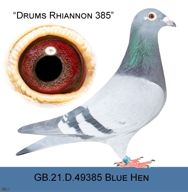 Syndicate lofts the very best of Drum, Granger , Rihannon Pink eyes