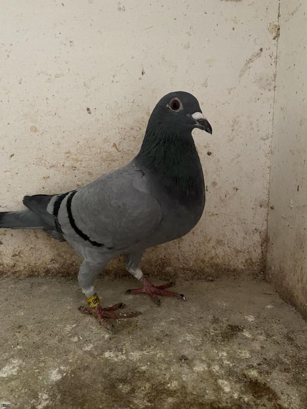 Blue hen macaloney blood x Ali McLeod UNC