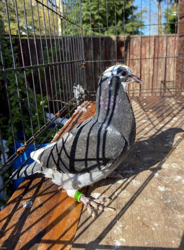 2 Lambrecht YBs for Sale ready at end of Auction