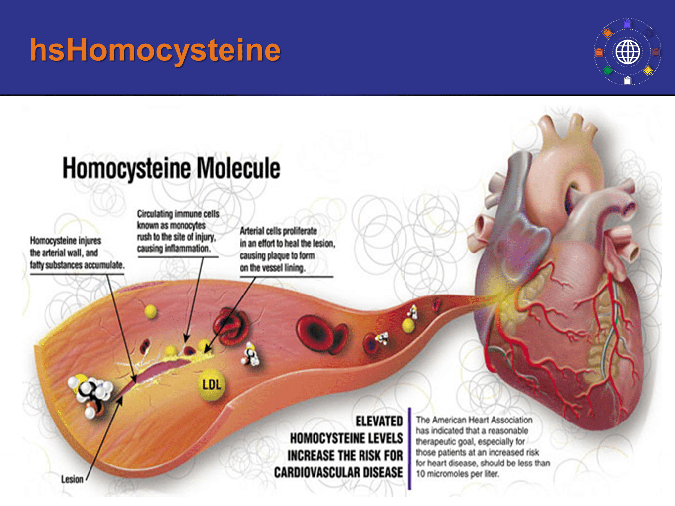 Homocysteine A measure of detoxification and methylation status